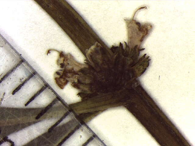 Image of northern bugleweed