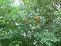 Image de Sorbus decora (Sarg.) Schneid.