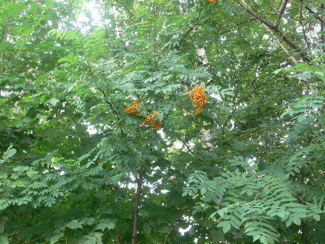 Image of northern mountain ash