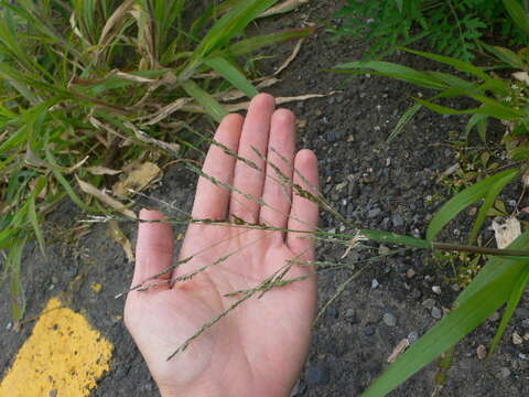 Image of fall panicgrass