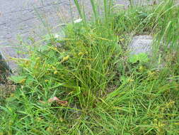 Image of shallow sedge