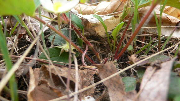 Image of woodland strawberry