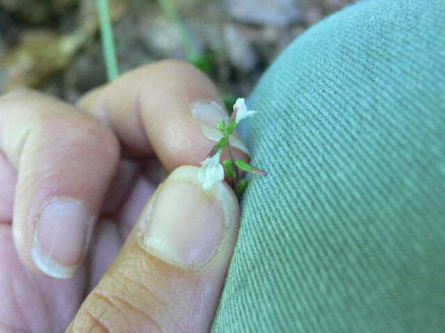 Image of American lopseed