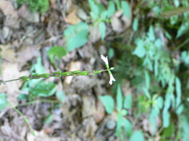 Image of American lopseed