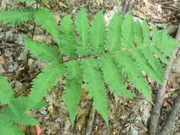 Image of Goldie's Wood Fern