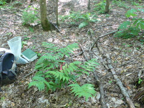 Image of Goldie's Wood Fern