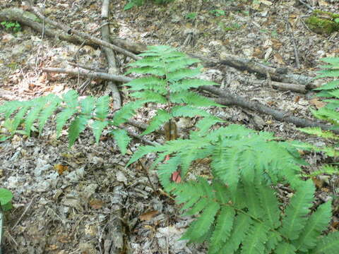 Image of Goldie's Wood Fern