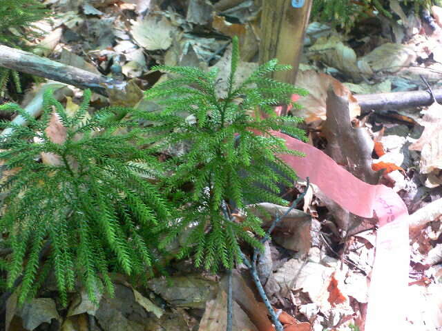 Image of Prickley Tree-Club-Moss