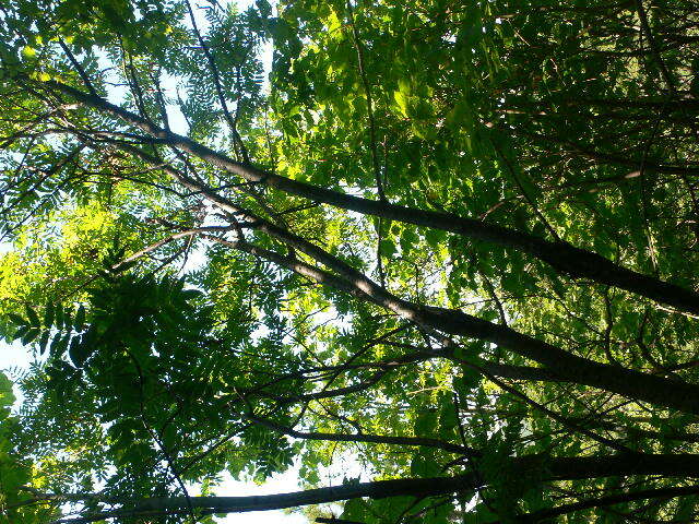 Plancia ëd Sorbus decora (Sarg.) Schneid.