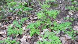 Image of early meadow-rue