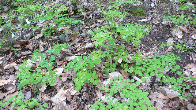 Image of early meadow-rue