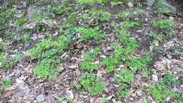 Image of early meadow-rue