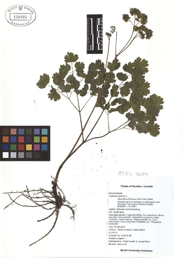 Image de Thalictrum dioicum L.