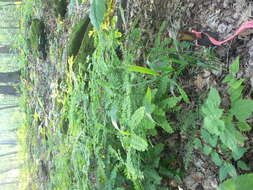 Image of Eastern Bottle-Brush Grass