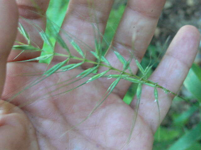 Image of Eastern Bottle-Brush Grass