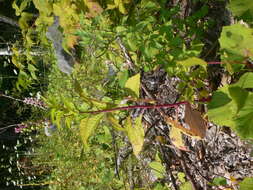 Image of American Nightshade