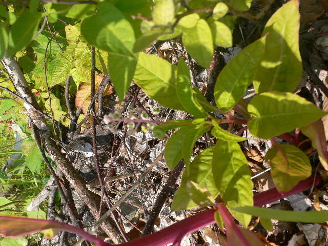 Image of American Nightshade