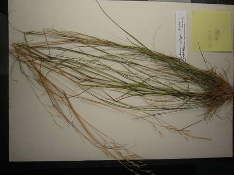 Image of flattened oatgrass