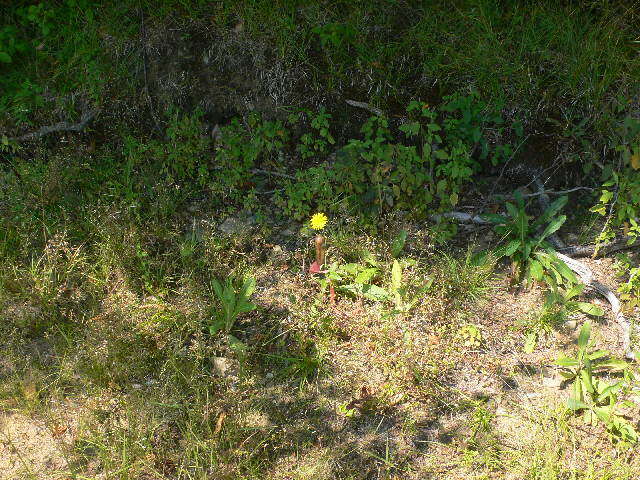 Plancia ëd Sonchus arvensis L.