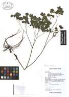 Image of early meadow-rue