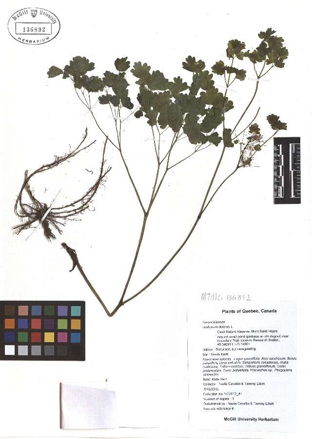 Image de Thalictrum dioicum L.