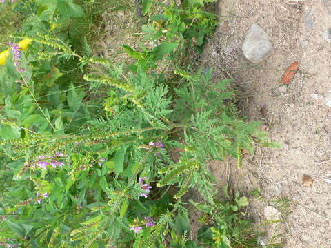 Image of annual ragweed