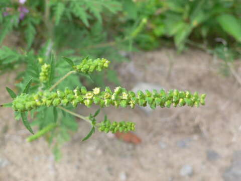 Image of annual ragweed