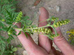 Image of annual ragweed