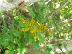 <i>Solidago <i>canadensis</i></i> var. canadensis resmi