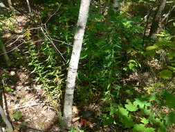 Image of <i>Solidago <i>canadensis</i></i> var. canadensis