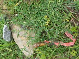 Image of knotgrass