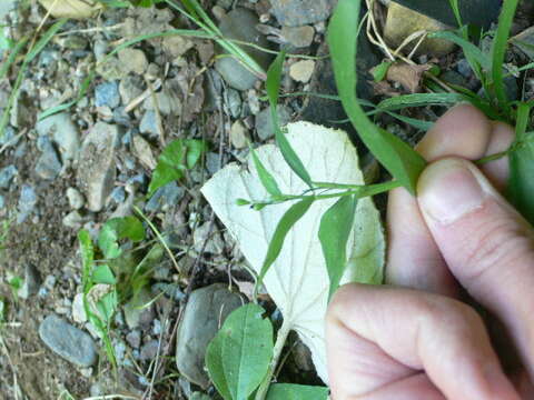 Image of Broad-Leaf Rosette Grass