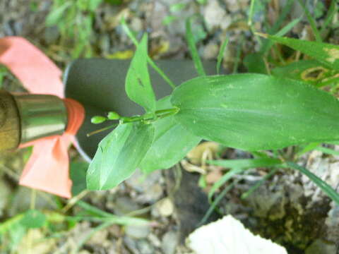 Image of Broad-Leaf Rosette Grass