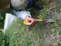 Image of August-Flower