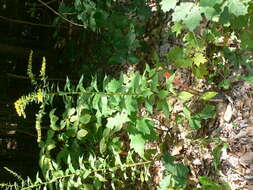 Image of wrinkleleaf goldenrod