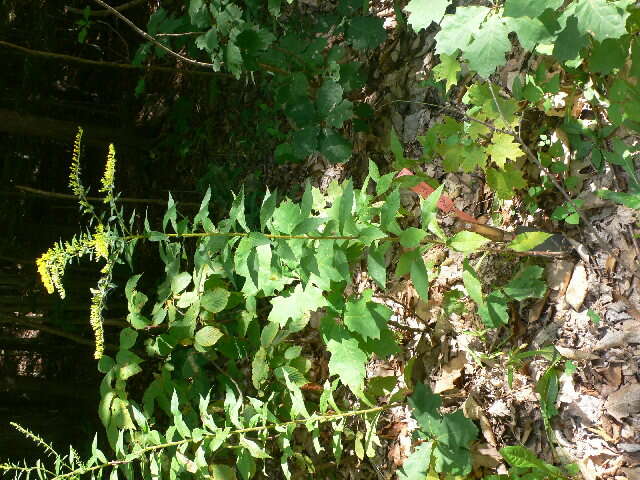 Image of wrinkleleaf goldenrod