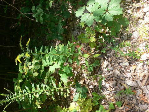 Image of wrinkleleaf goldenrod