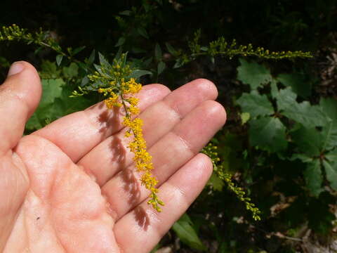 Image of wrinkleleaf goldenrod