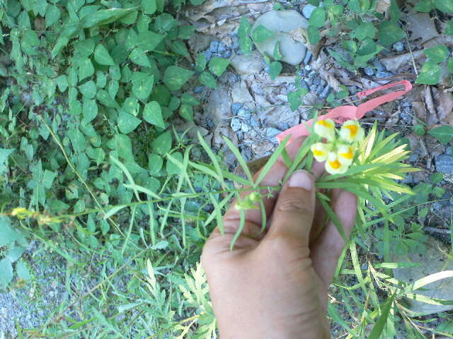 Image of Common Toadflax