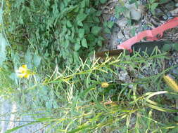 Image of Common Toadflax