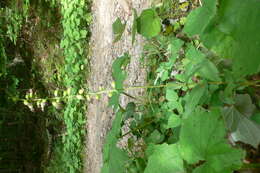 Image of Broad-leaved Helleborine