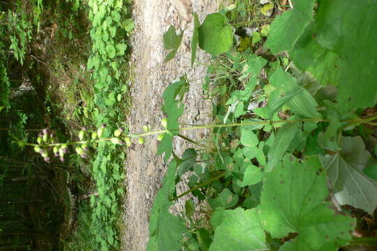 Image of Broad-leaved Helleborine