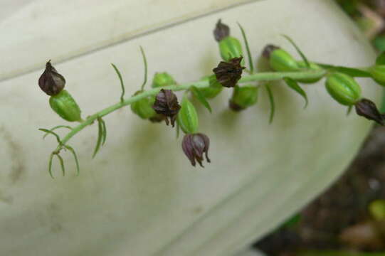 Image of Broad-leaved Helleborine