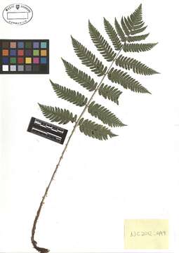 Image of Goldie's Wood Fern