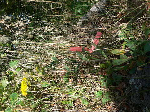 Image of gray goldenrod