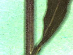 Image of gray goldenrod