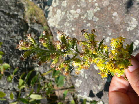 Image of stout goldenrod