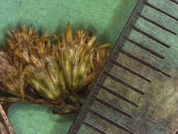 صورة Solidago juncea Ait.