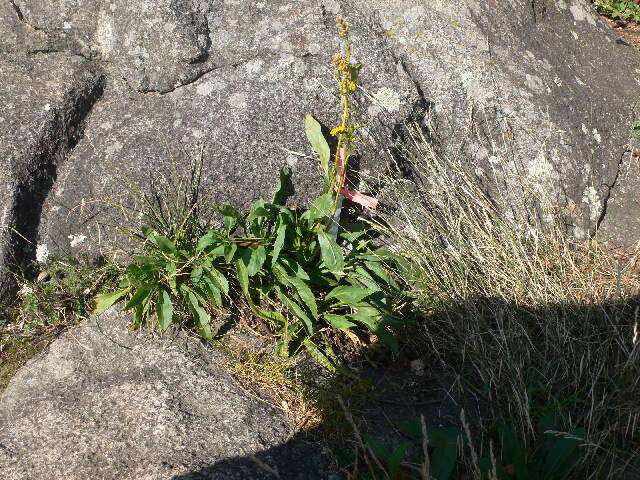 صورة Solidago juncea Ait.