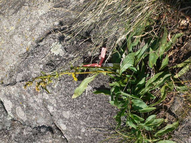 صورة Solidago juncea Ait.